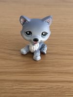 Littlest Pet Shop Husky 1617 Figur