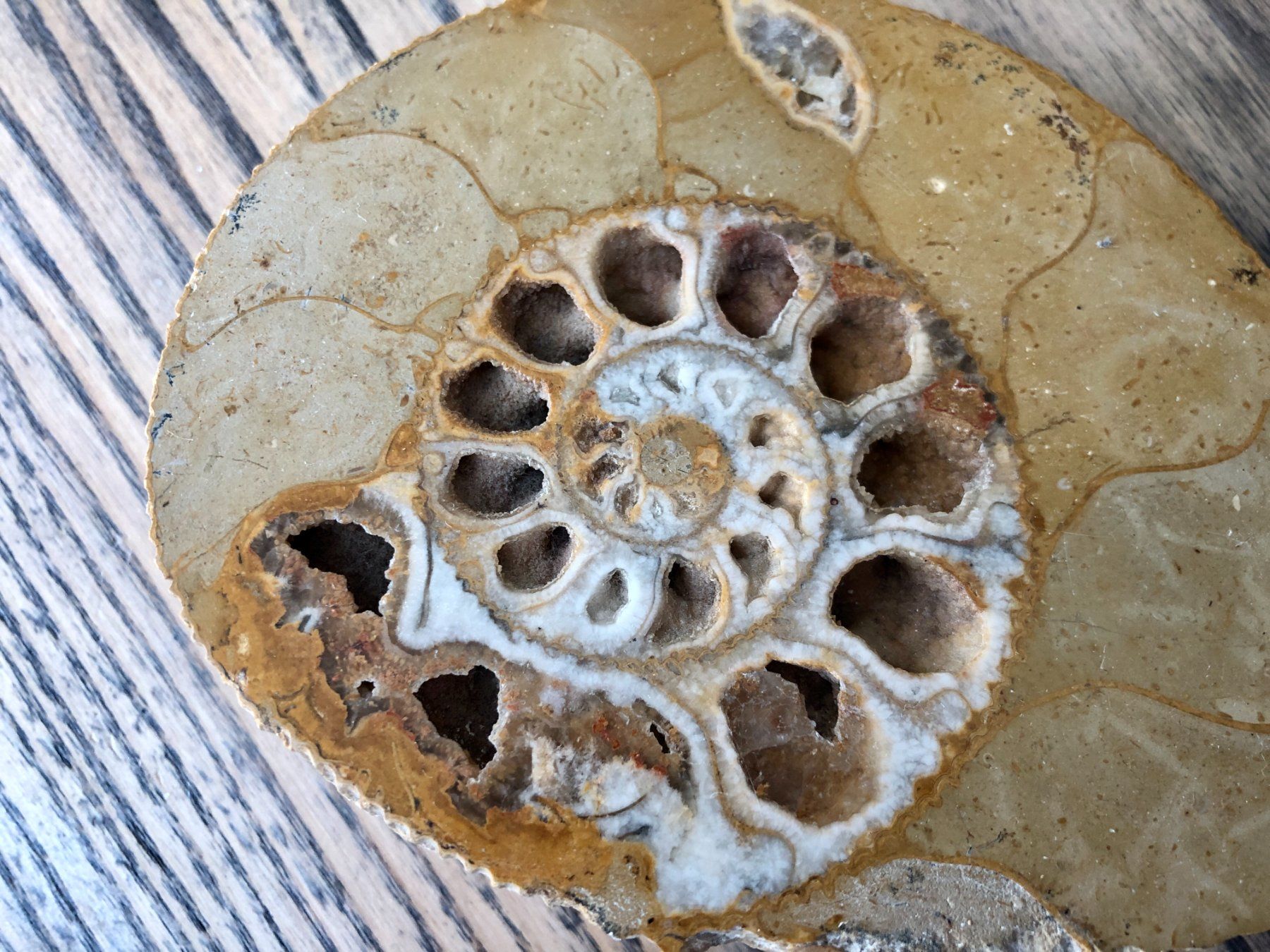 Fossili: Ammonit Fossil ca. 10.5 cm – Usato da Berg am Irchel venduto da Zweiti_Chance 1