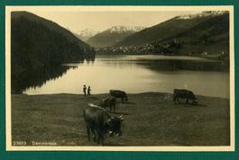 Davosersee mit Vieh auf der Weide, ungelaufen, ca. 1930