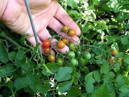 Pflanzen & Samen: TOMATE PETIT POIS  JAUNE ET ROUGE  20g – Neu (gemäss Beschreibung) aus Bremblens von FIBONACCI369 3