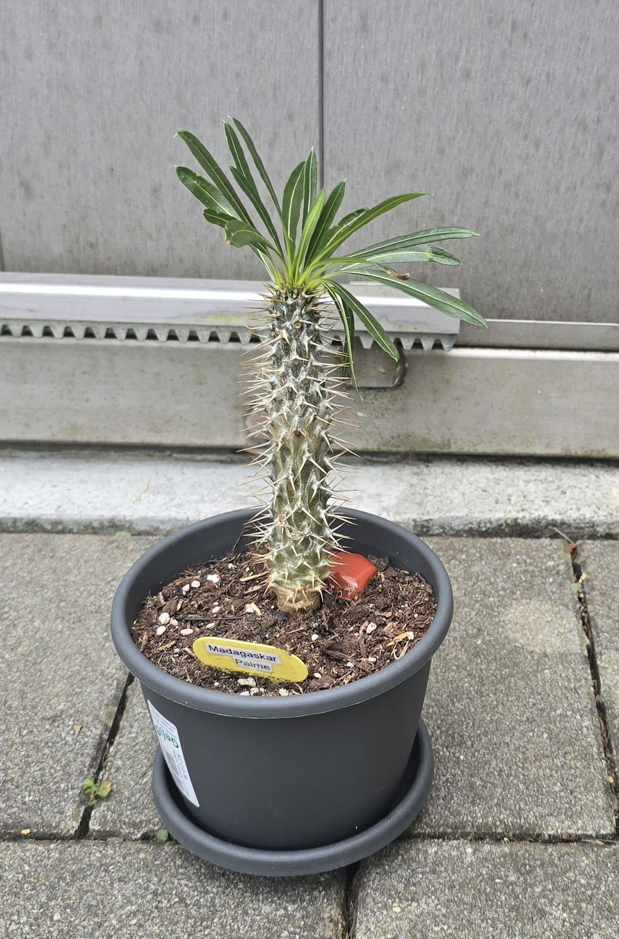 Piante & sementi:  Madagaskar Pachypodium lamerei – Usato da Aarburg venduto da Glitzerschein 4