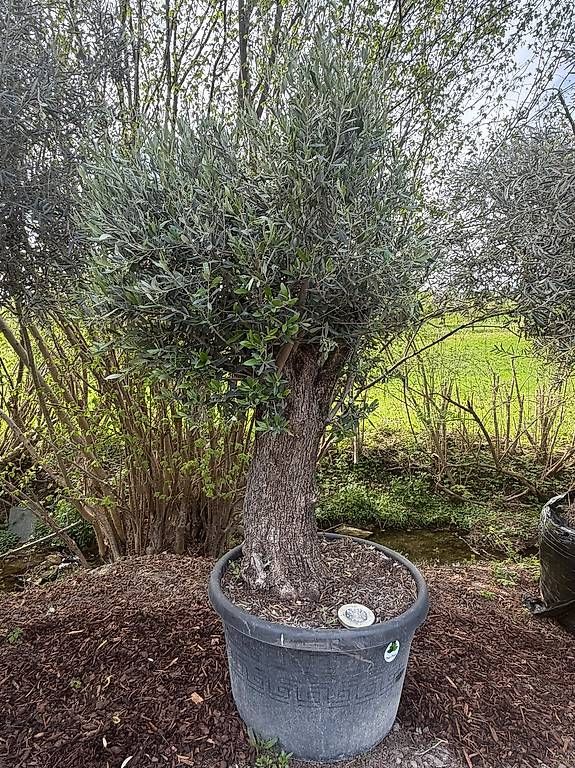 Piante & sementi: Olivenbaum "Olea Europea 21" – Usato da Zuckenriet venduto da Thur_Plant 2