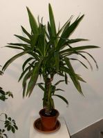 Yucca Palme Zimmerpflanze 120 cm hoch 85 cm weit.