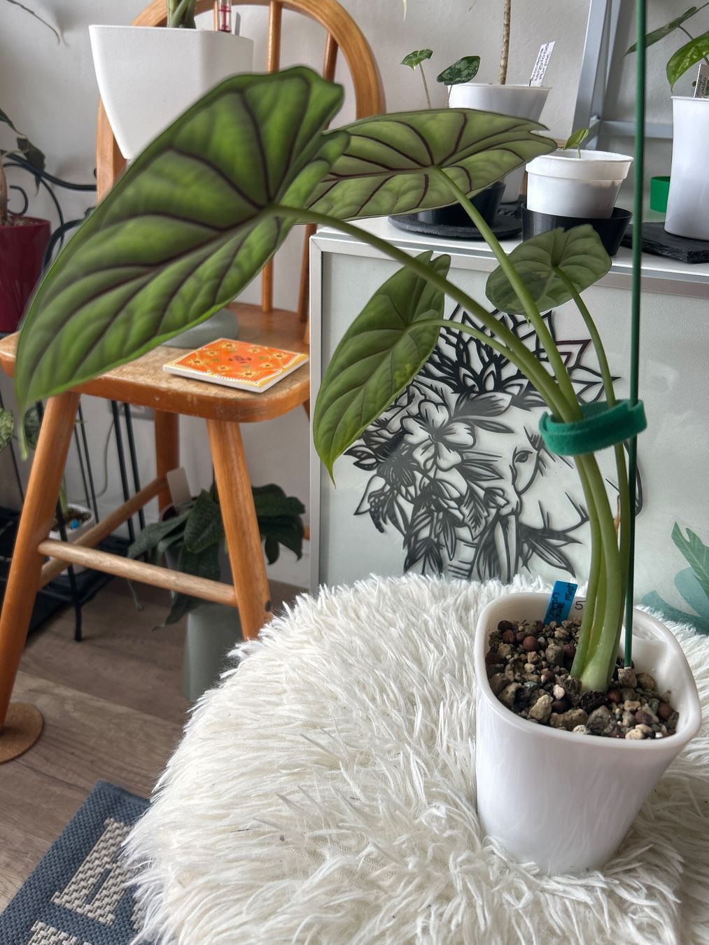 Piante & sementi: Alocasia Dragon Scale variegata Mint – Nuovo (secondo la descrizione) da Scherzingen venduto da Elefantenohr.ch 2