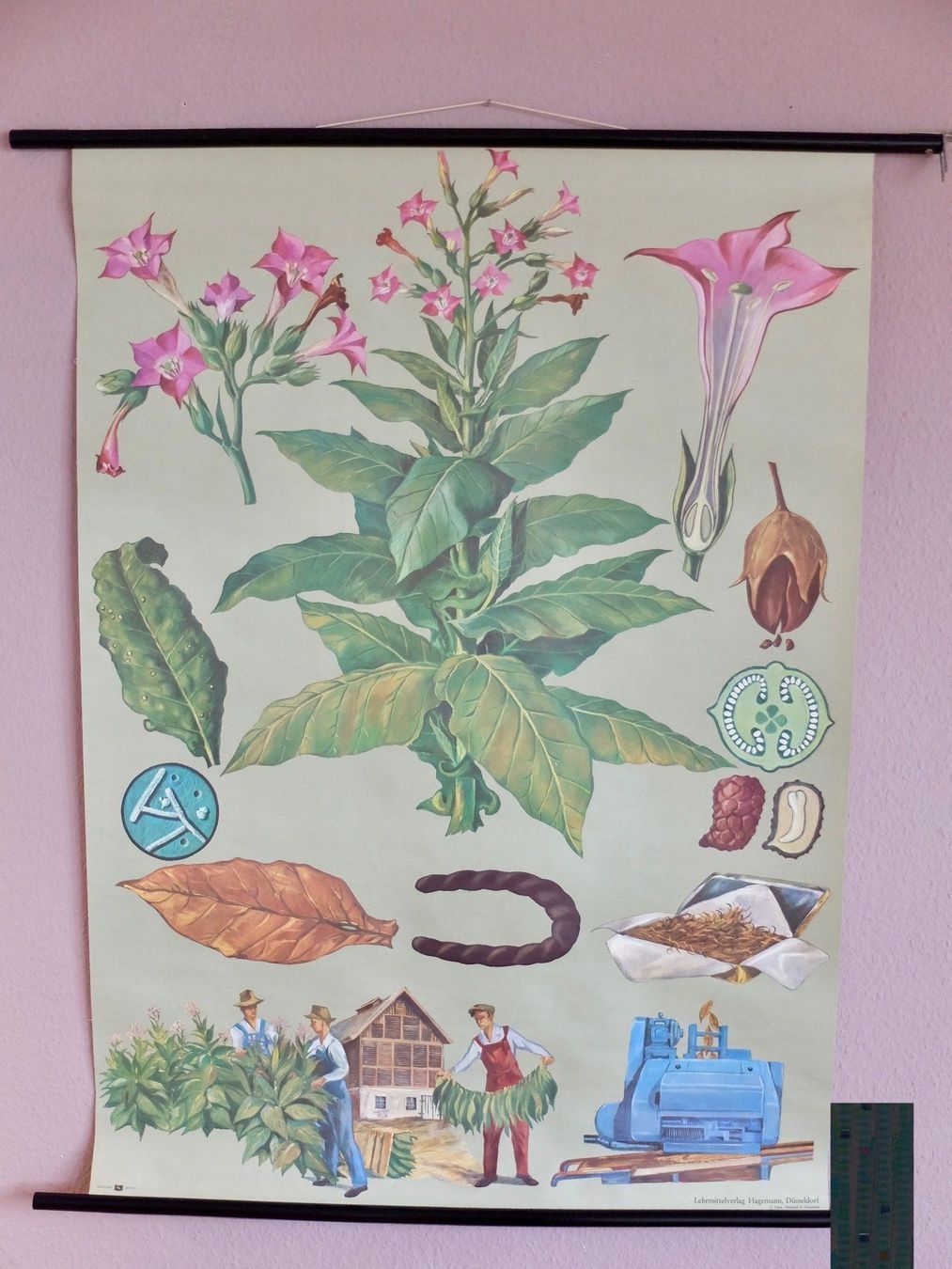 Posters & Illustrations: SCHULWANDBILD - TABAK – D'occasion à Goldach par Gaip