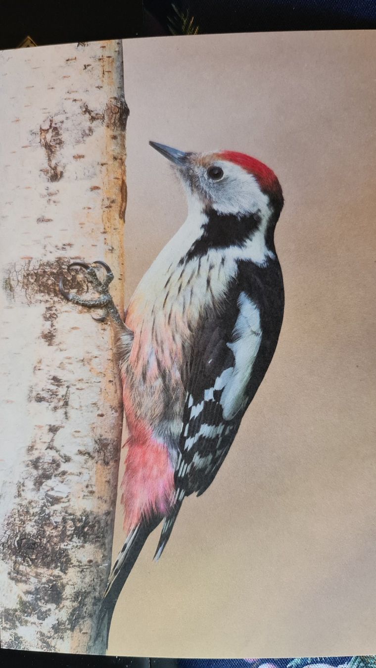 Cartoline: Grusskarte Mittelspecht Specht Vogel – Nuovo (secondo la descrizione) da Dintikon venduto da Vexi