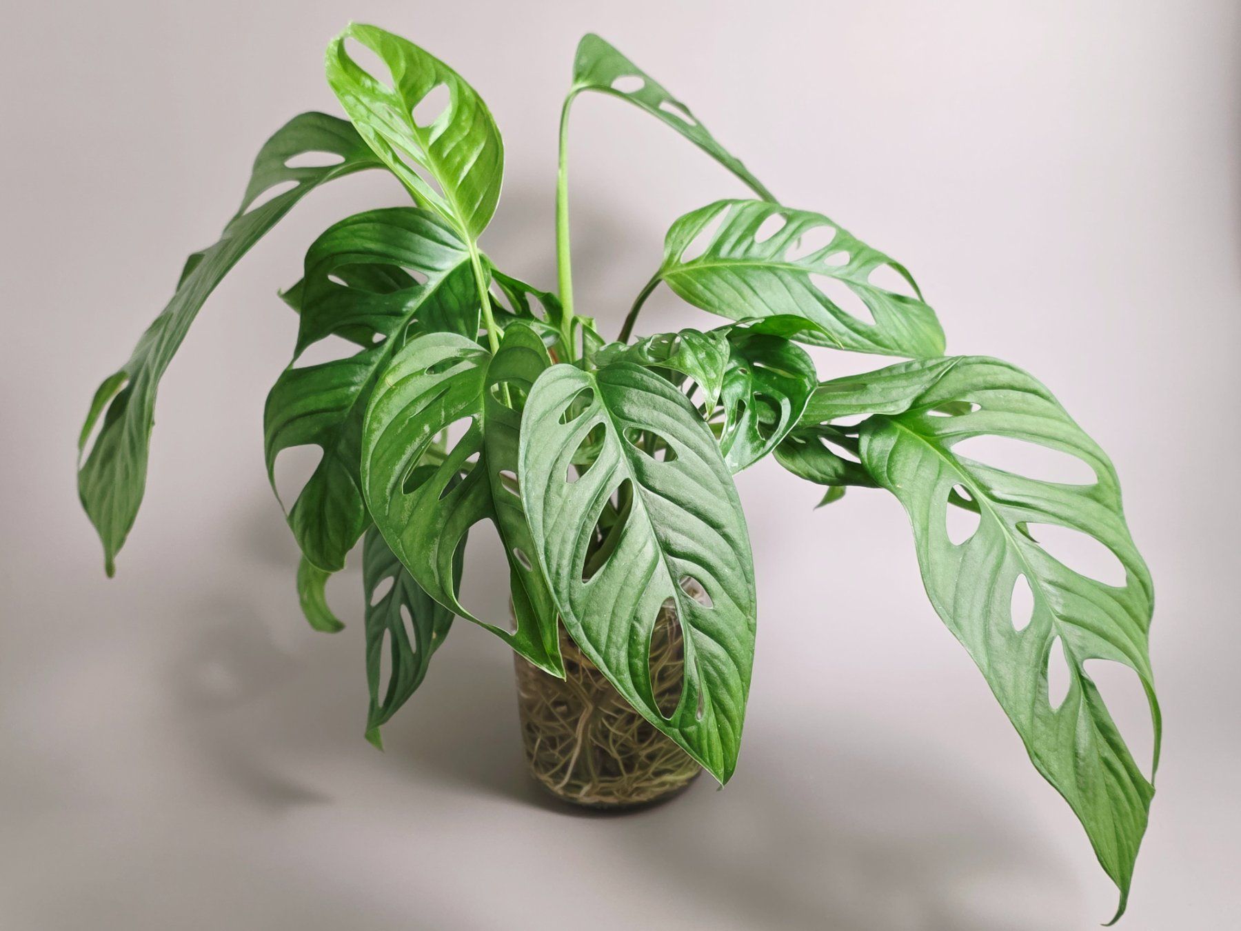 Pflanzen & Samen: Monstera adansonii / Monkey Leaf Steckling – Neu (gemäss Beschreibung) aus Gerolfingen von Azora