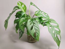Monstera adansonii / Monkey Leaf Steckling