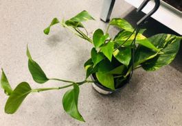 30 cm ↕️ EPIPREUNUM AUREUM “Pothos”