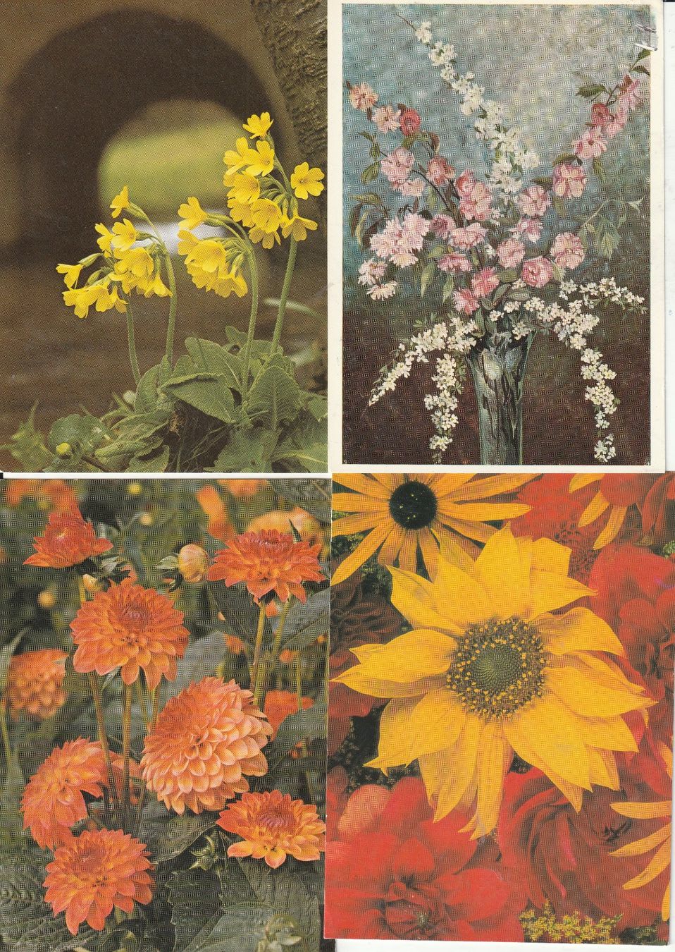 Cartoline postali: 40 Schöne Blummenkarten – Usato da Lumbrein venduto da made02 5
