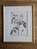 Rosa Indica fragrans - Botanischer Rosendruck gerahmt