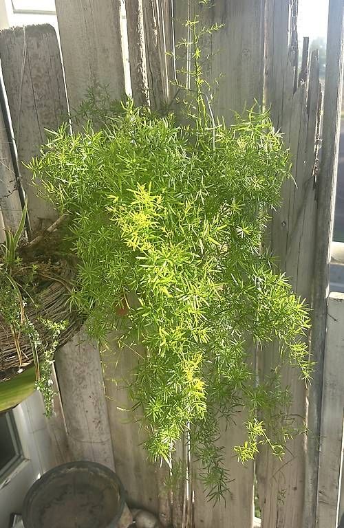 Piante & sementi: Asparagus  – Nuovo e nell'imballaggio originale da Frauenfeld venduto da Irene.Schuppli 4