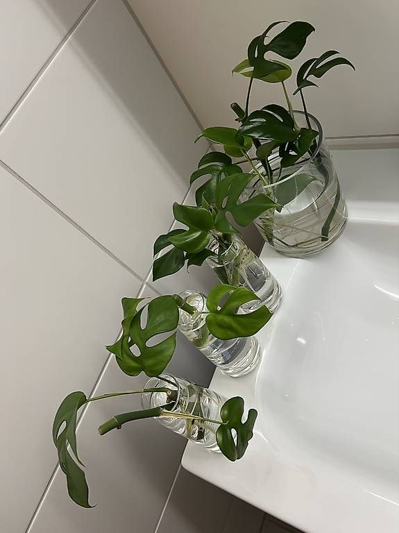 Piante & sementi: Monstera minima - Stecklinge – Usato da Sargans venduto da -VS- 1