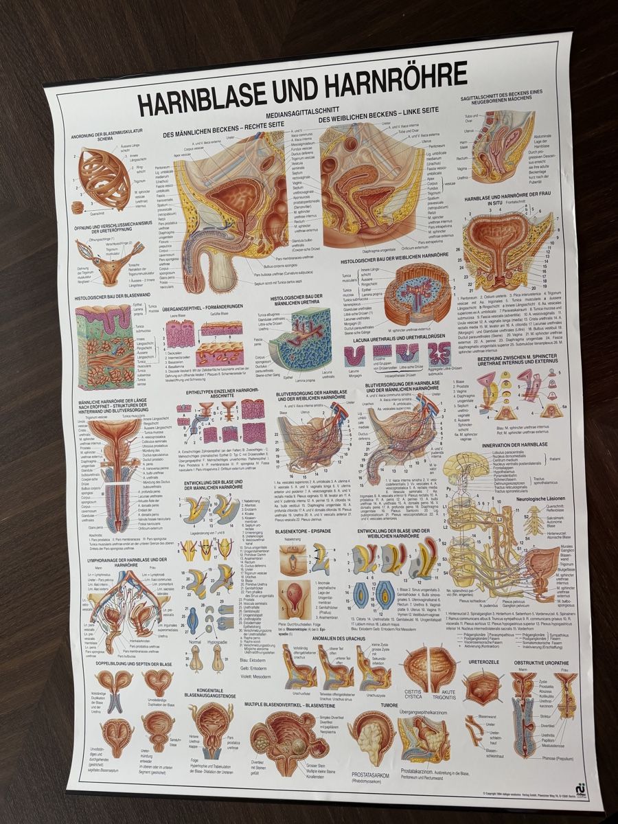 Foto & Immagini: Vintage Anatomie Poster - Bladder Urethra Chart – Usato da Baar venduto da nic_l7yf 3