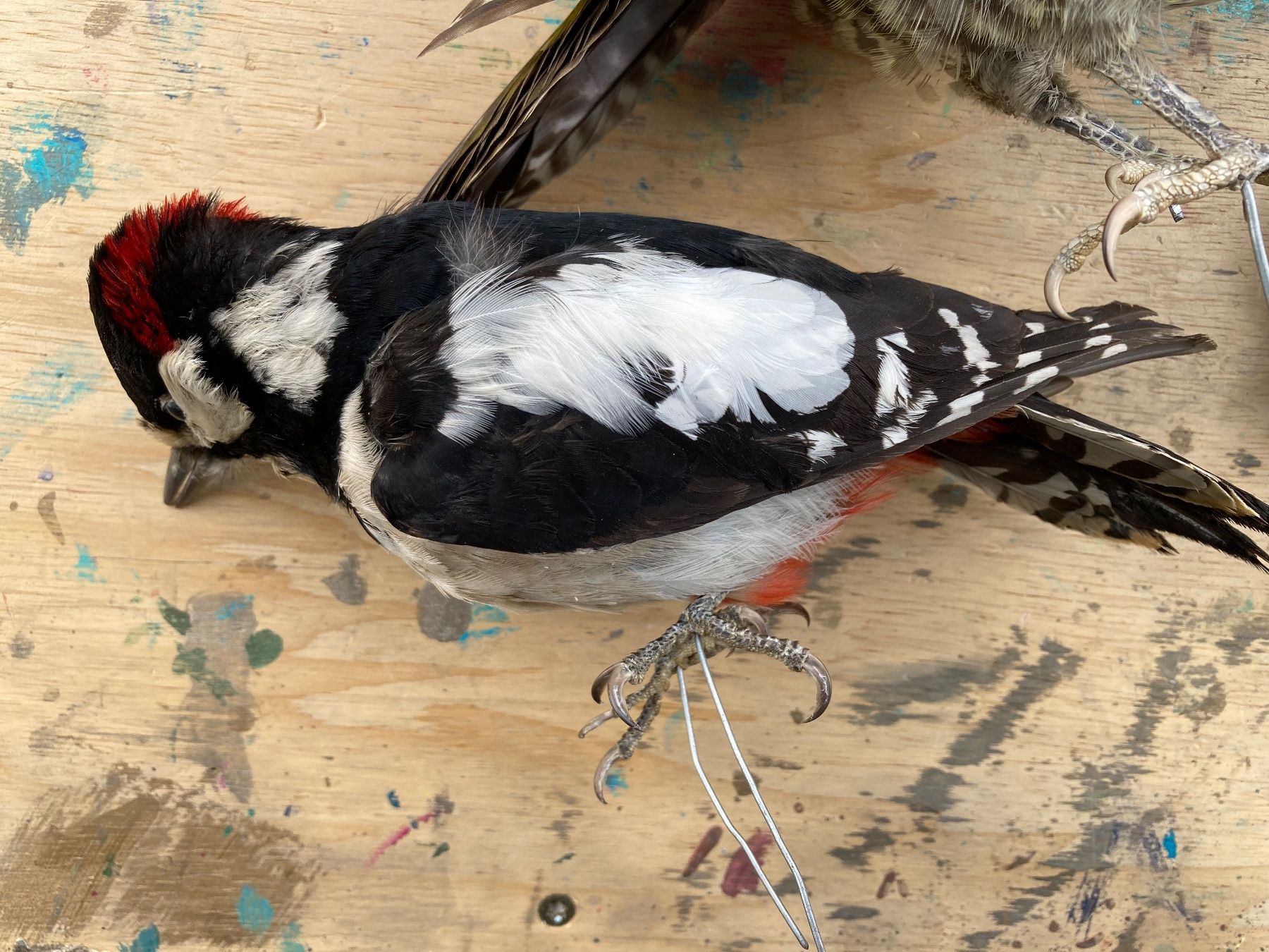 Il mondo degli animali: Spechte Konvolut – Usato da Grosswangen venduto da arum01 4