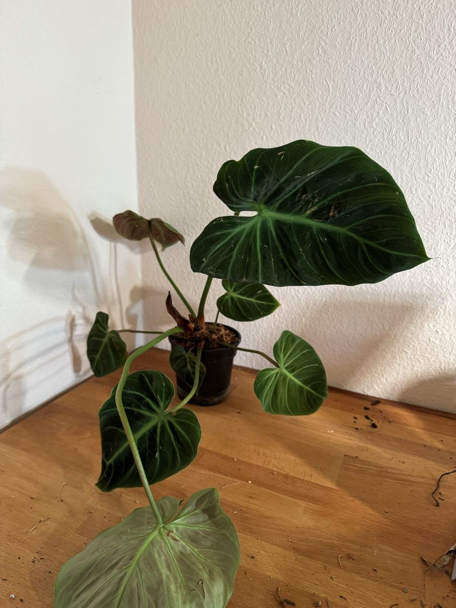 Pflanzen & Samen: Philodendron rubrijuvenilum El Choco Red – Gebraucht aus Männedorf von mrclst 1