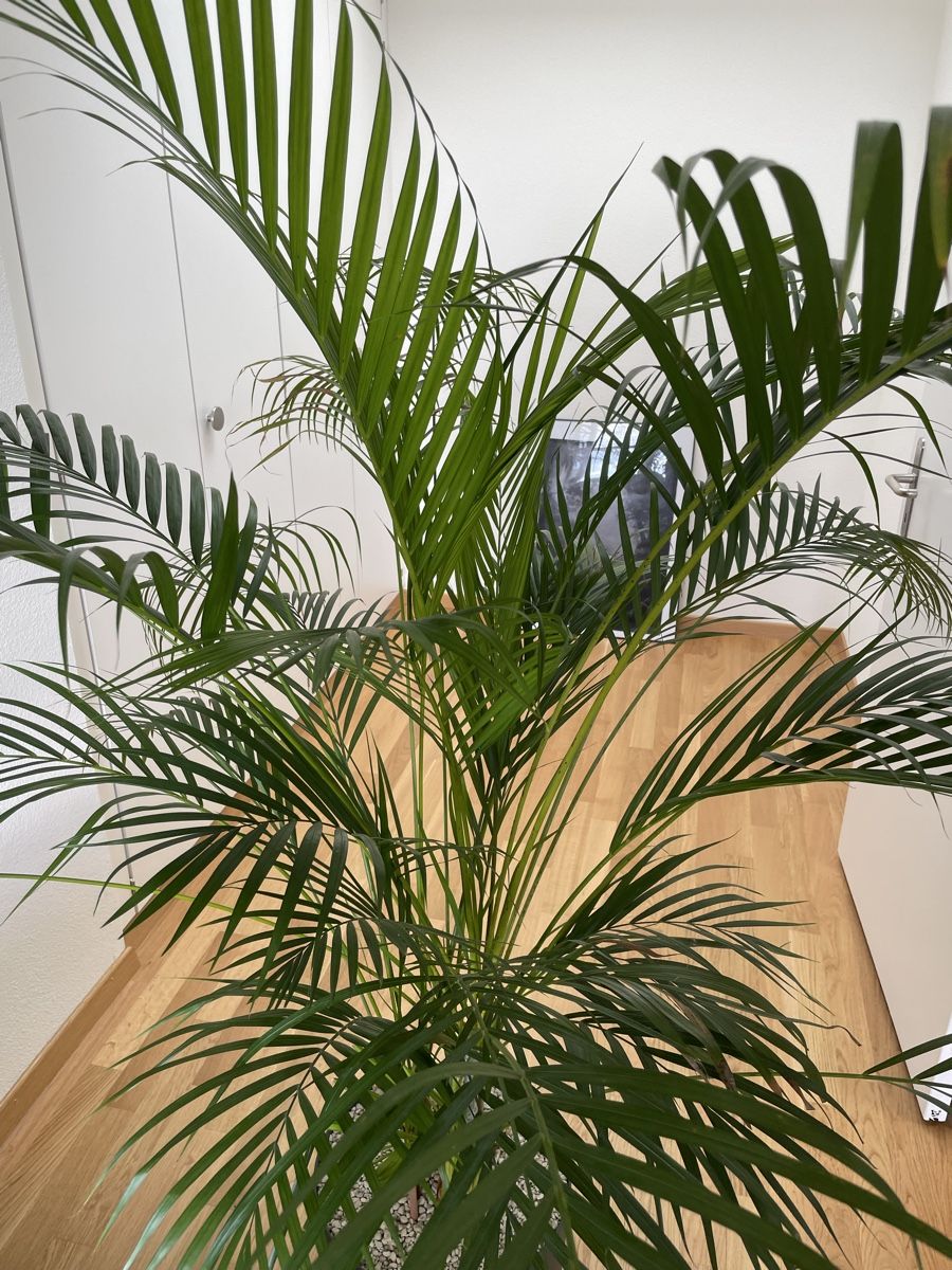 Piante & sementi: Goldfruchtpalme XXL – Nuovo (secondo la descrizione) da Zürich venduto da Steinmarom 2
