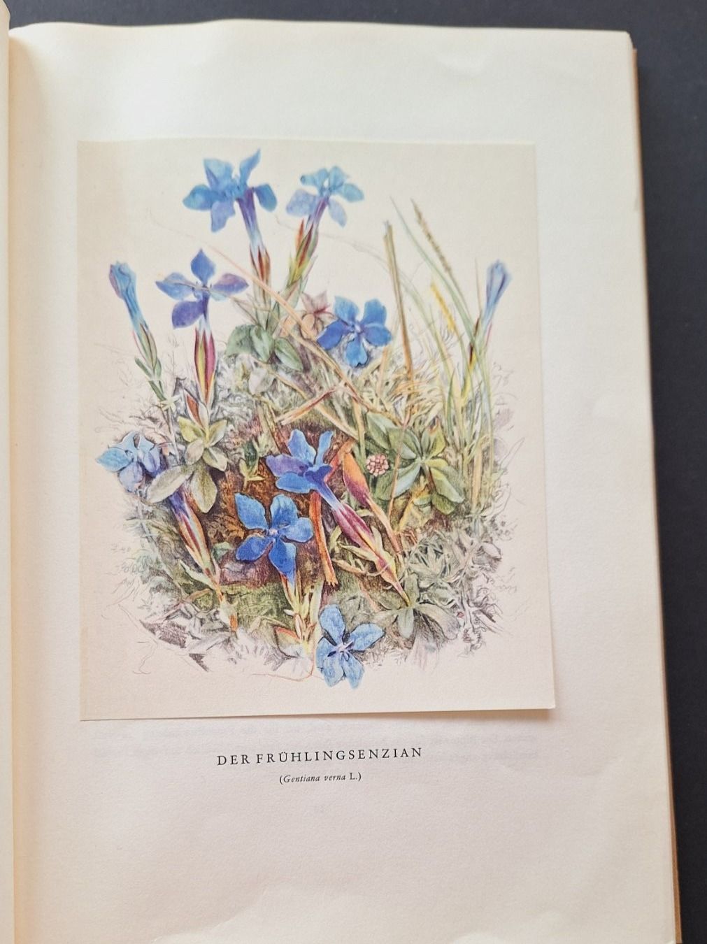 Libri: Bergblumen der Heimat,  Silva Buch – Usato da Zürich venduto da t24_de 3