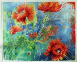 Glauser Lotti  1953 - Gartenmohn