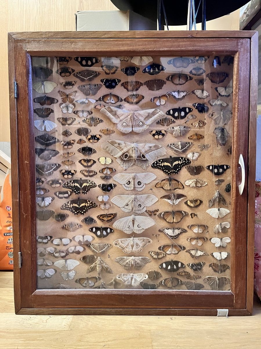 Monde des animaux: Schmetterlinge in Schaukasten – D'occasion à Biel/Bienne par bonx_2504 6