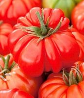TOMATE Costoluto Fiorentino / 5 Samen