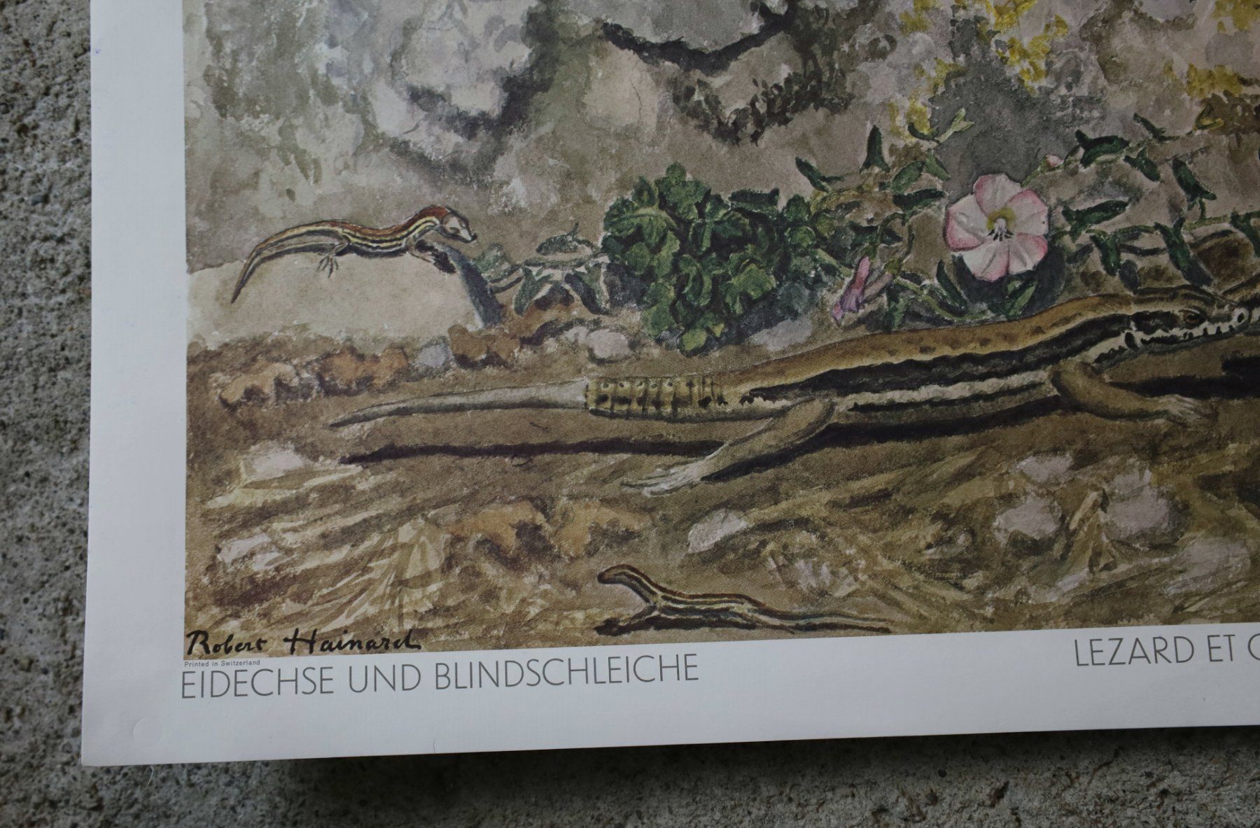 Foto & Immagini: Schulwandbild, Wandbild Lehrbild "Eidechse & Blindschleiche" – Usato da Birrwil venduto da brandschatz_birrwil 5