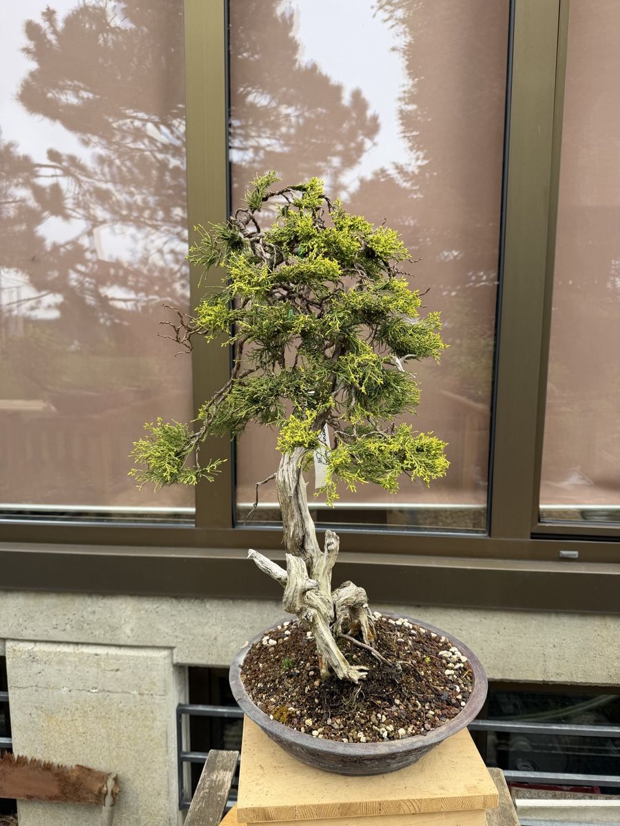 Piante & sementi: Juniperus Sabina /Sabina-Wacholder – Nuovo (secondo la descrizione) da Suhr venduto da BonsaiGutzi 8
