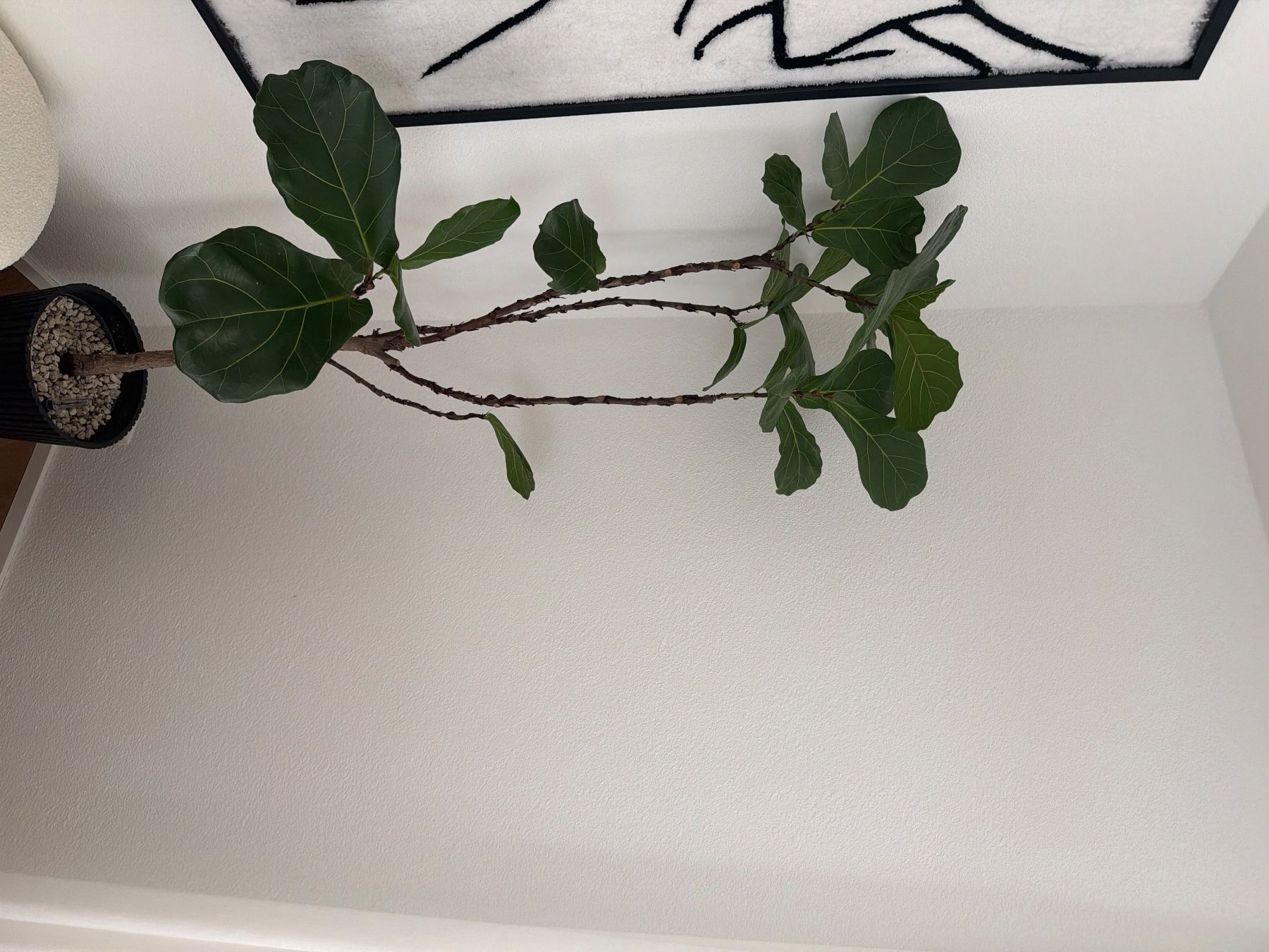Plantes & graines: Geigenfeige gross – D'occasion à Bern par vjo_7d2f 1