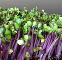 Ab 11.- fr 100 Samen von Kohlrabi BLAU Wintersprossen