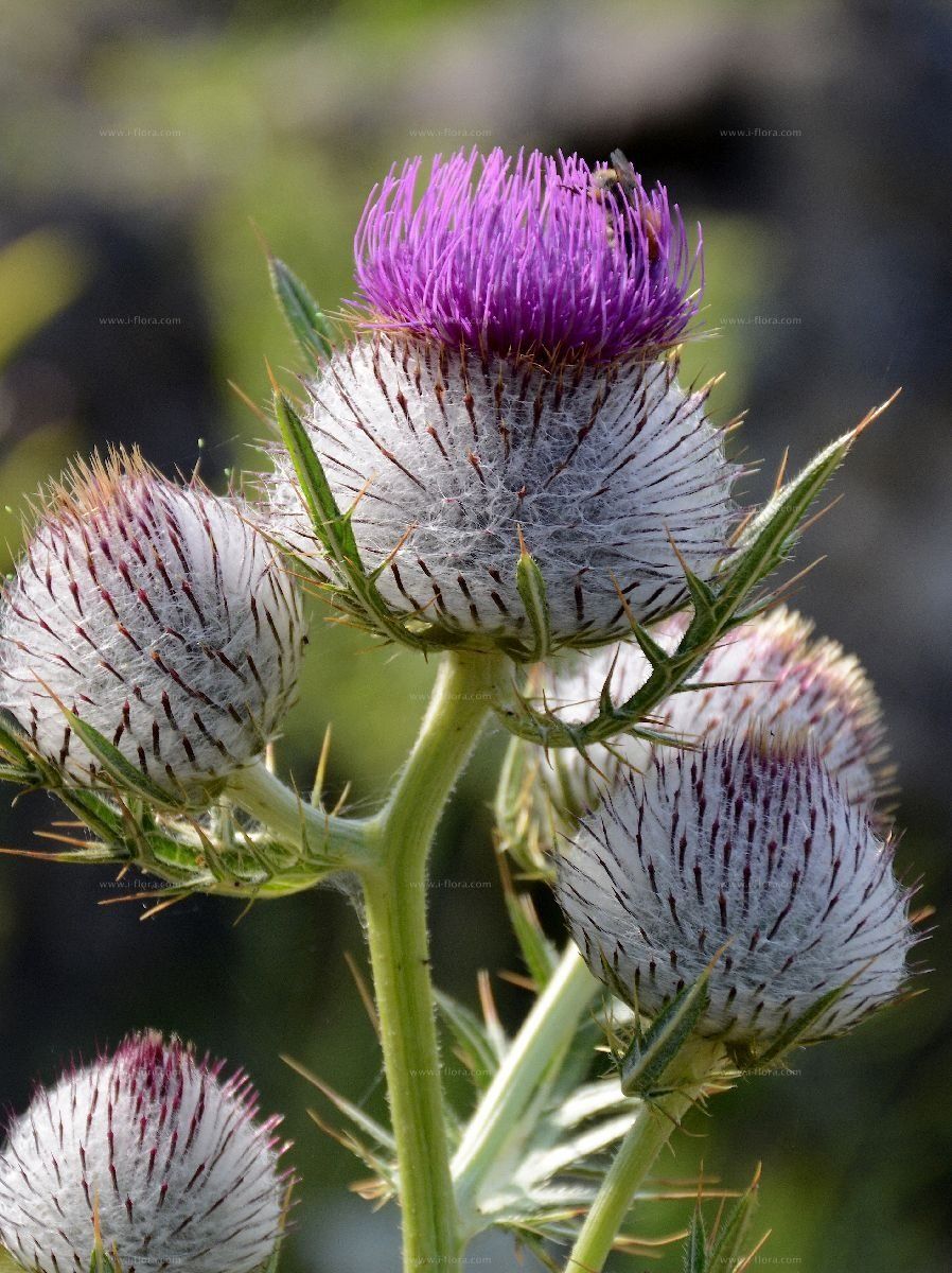 Pflanzen & Samen: Grosse Woll-Distel - Cirsium eriophorum - 25 Samen – Neu und originalverpackt aus Sumiswald von Cham14558 1