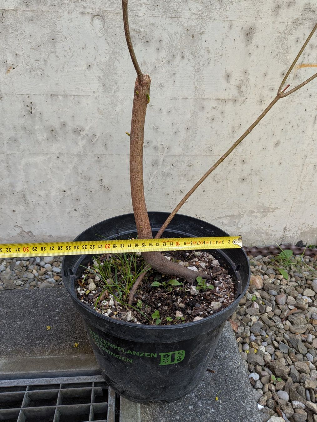 Piante & sementi: Bonsai Rohmaterial ab CHF 9: Bergahorn – Usato da Bern venduto da Hydrom 2