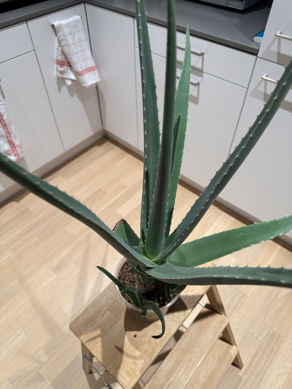 Piante & sementi: Aloe Vera (Echte Aloe) – Usato da Spreitenbach venduto da marchatepage 1