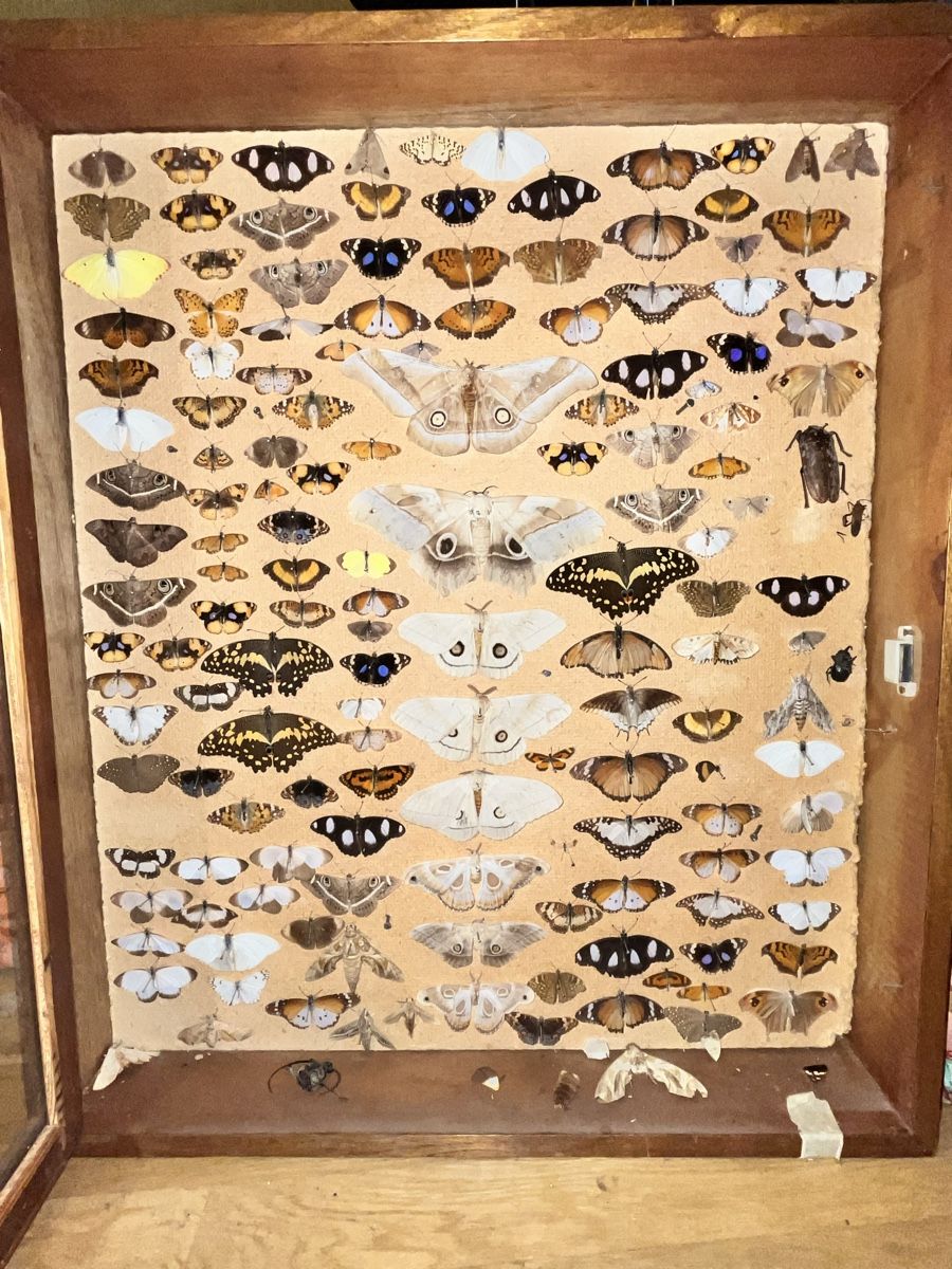 Monde des animaux: Schmetterlinge in Schaukasten – D'occasion à Biel/Bienne par bonx_2504