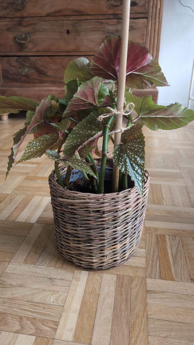 Pflanzen & Samen: Angel Wing Begonia – Gebraucht aus Wallisellen von ali_x62p 2