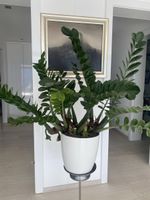 Grosse XL Glücksfeder / Zamioculcas – inkl. Topf