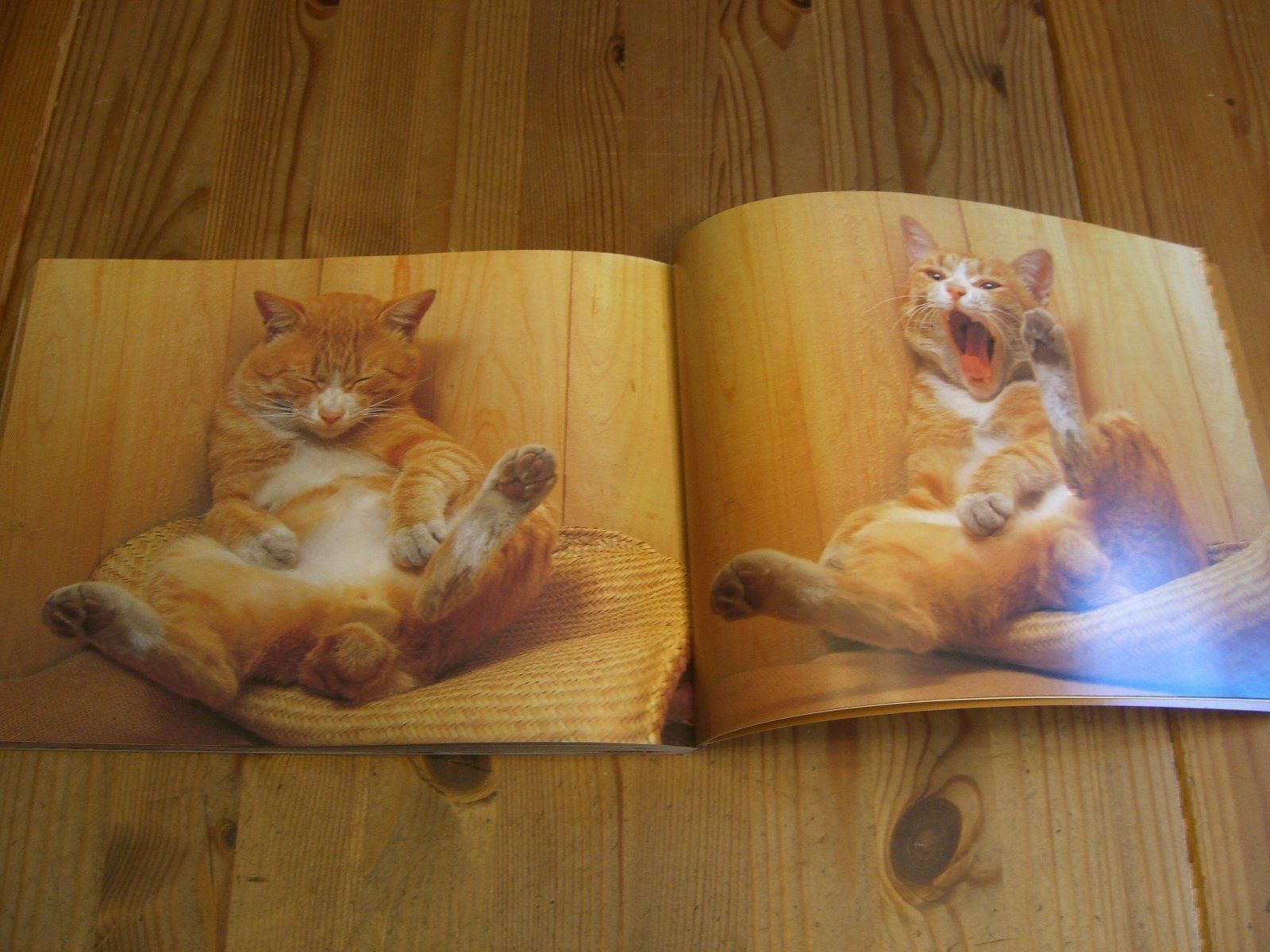 Bücher: Zauberhaftes Katzen-Buch "Katzenspiele" – Neu (gemäss Beschreibung) aus Winterthur von Gaia 7