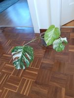 Monstera Variegata