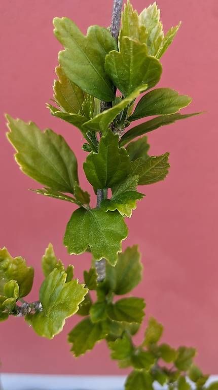 Pflanzen & Samen: Hibiscus – Gebraucht aus Möhlin von chrisscat 1