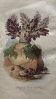 handkolorierter Stahlstich 1843 - Spongode Crête-de-Coq