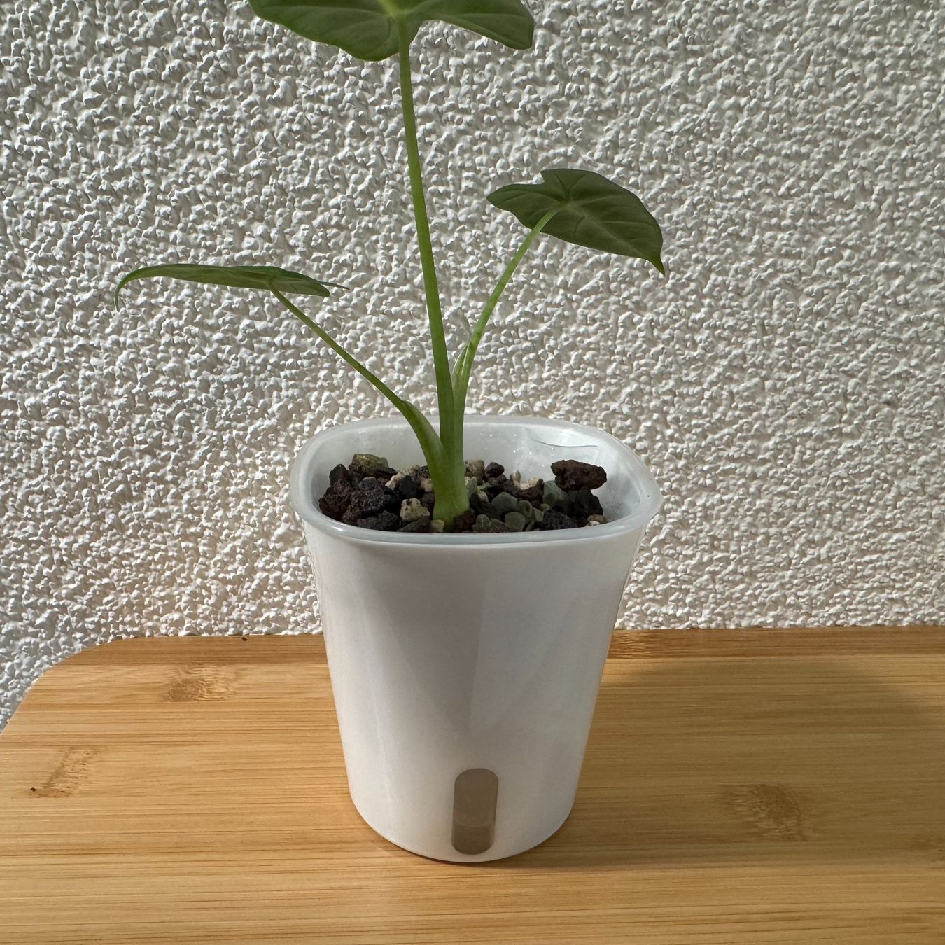 Vasi per fiori: Selbstbewässerungs Topf weiss 13 cm – Nuovo (secondo la descrizione) da Reitnau venduto da Emma-verkauft 3