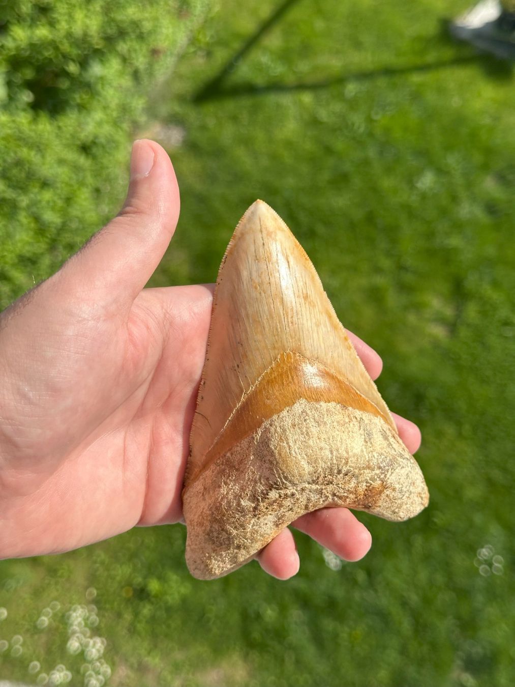 Fossilien: riesiger top Megalodon Zahn Indonesien – Gebraucht aus schüpfen von rica122