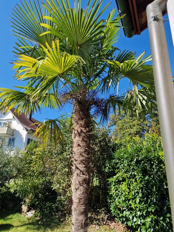 Grosse Palme für Garten Kaufen auf Ricardo