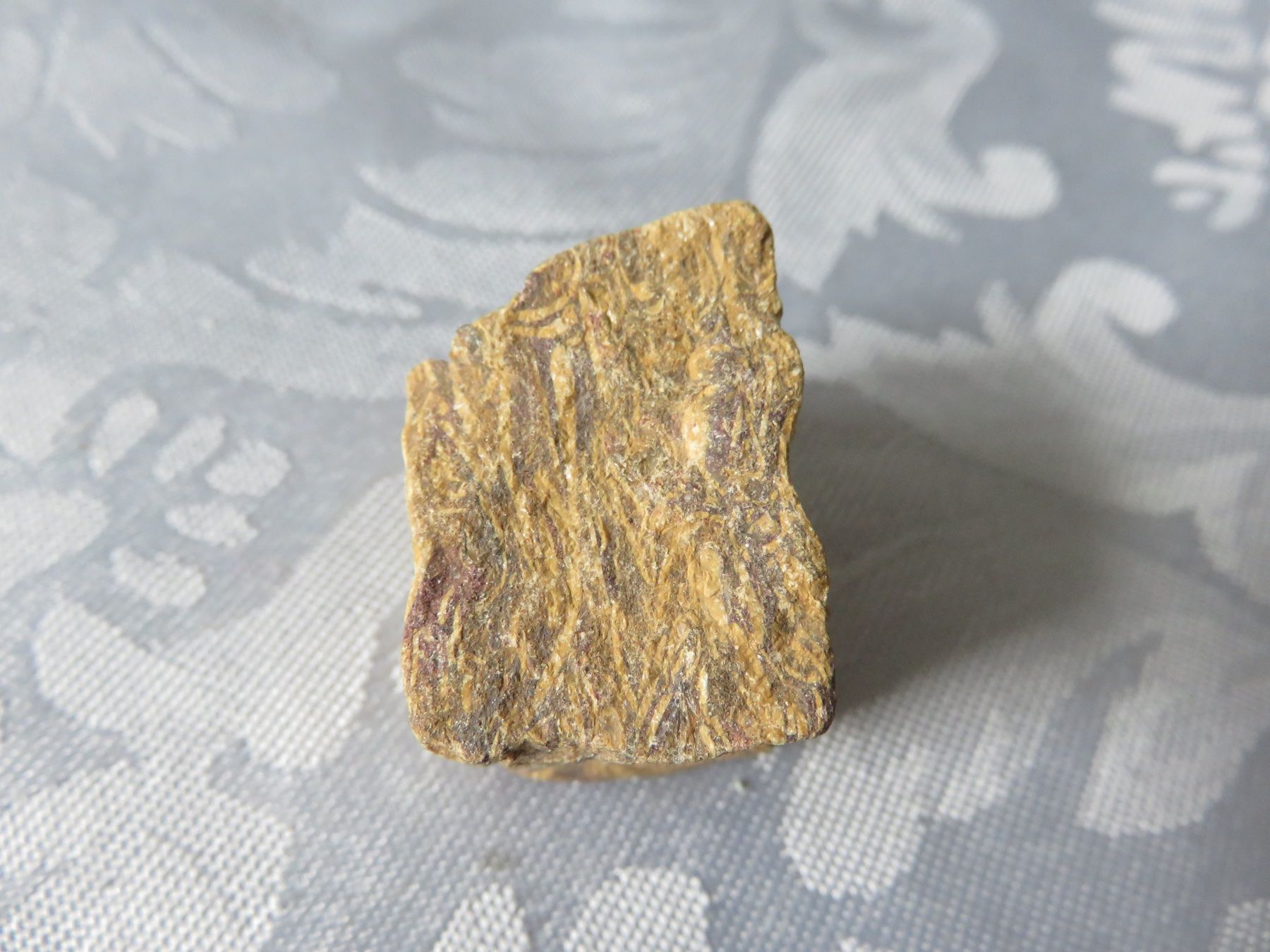 Fossilien: Fossilien Stein roh und geschliffen – Neu (gemäss Beschreibung) aus Rümlang von baselsale1 3