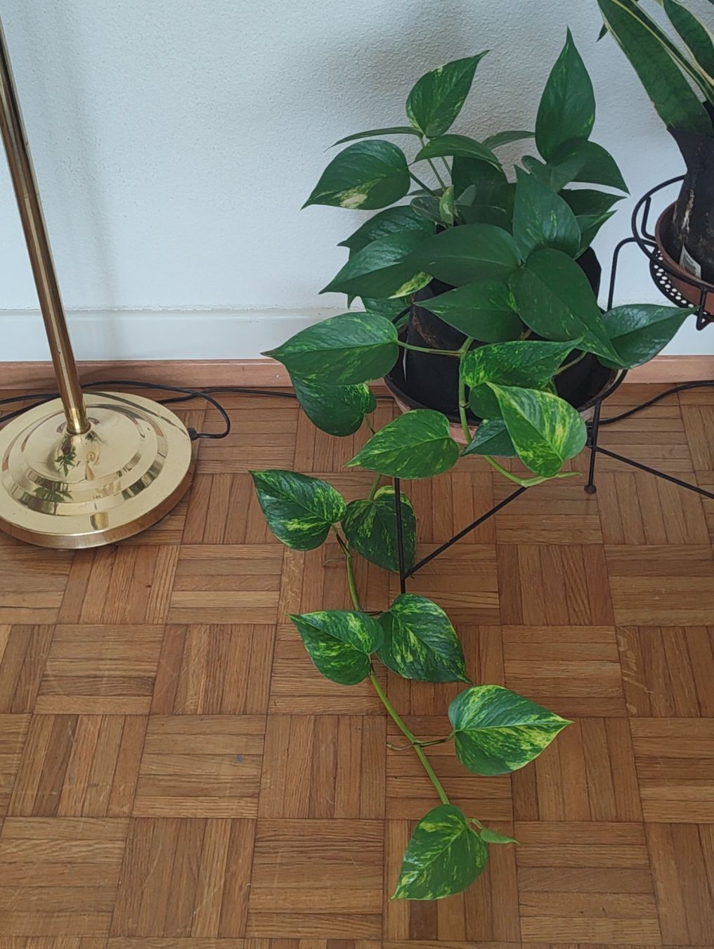Pflanzen & Samen: Boutures de Epipremnum aureum – Neu (gemäss Beschreibung) aus Vevey von con_dwl8 2