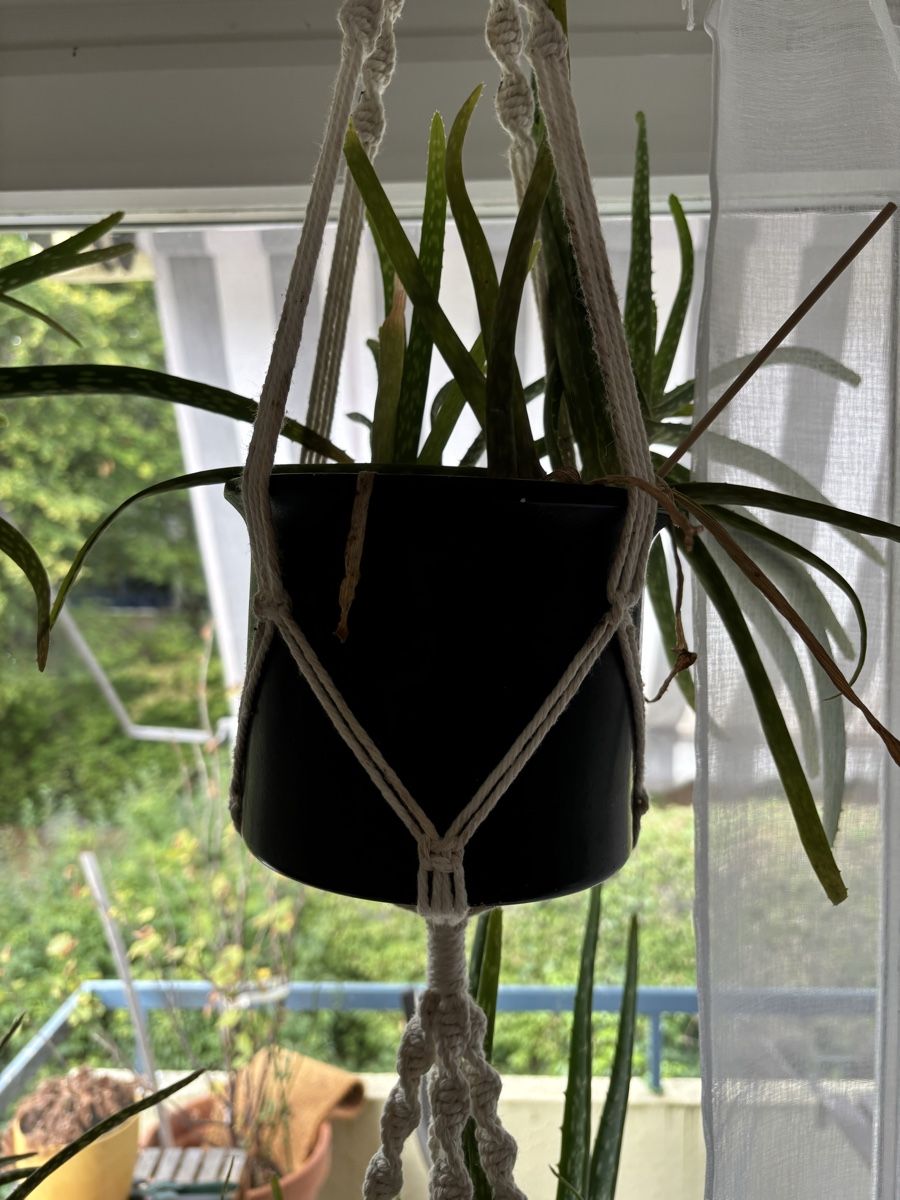 Piante & sementi: Aloe Vera mit Übertopf  – Usato da Zürich venduto da wie_p6fw