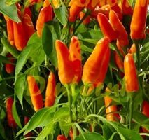 Ab 5.- fr ⚠️RARITÄT⚠️ 5 Samen SCHARFE Orange Chili graines