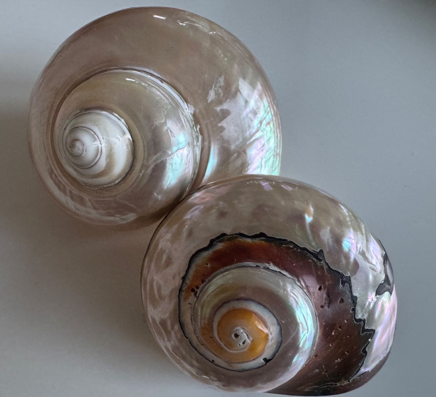 Tutte le decorazioni: 2 Muscheln – Nuovo (secondo la descrizione) da Losone venduto da Kleeblatt_1