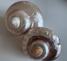 2 Muscheln