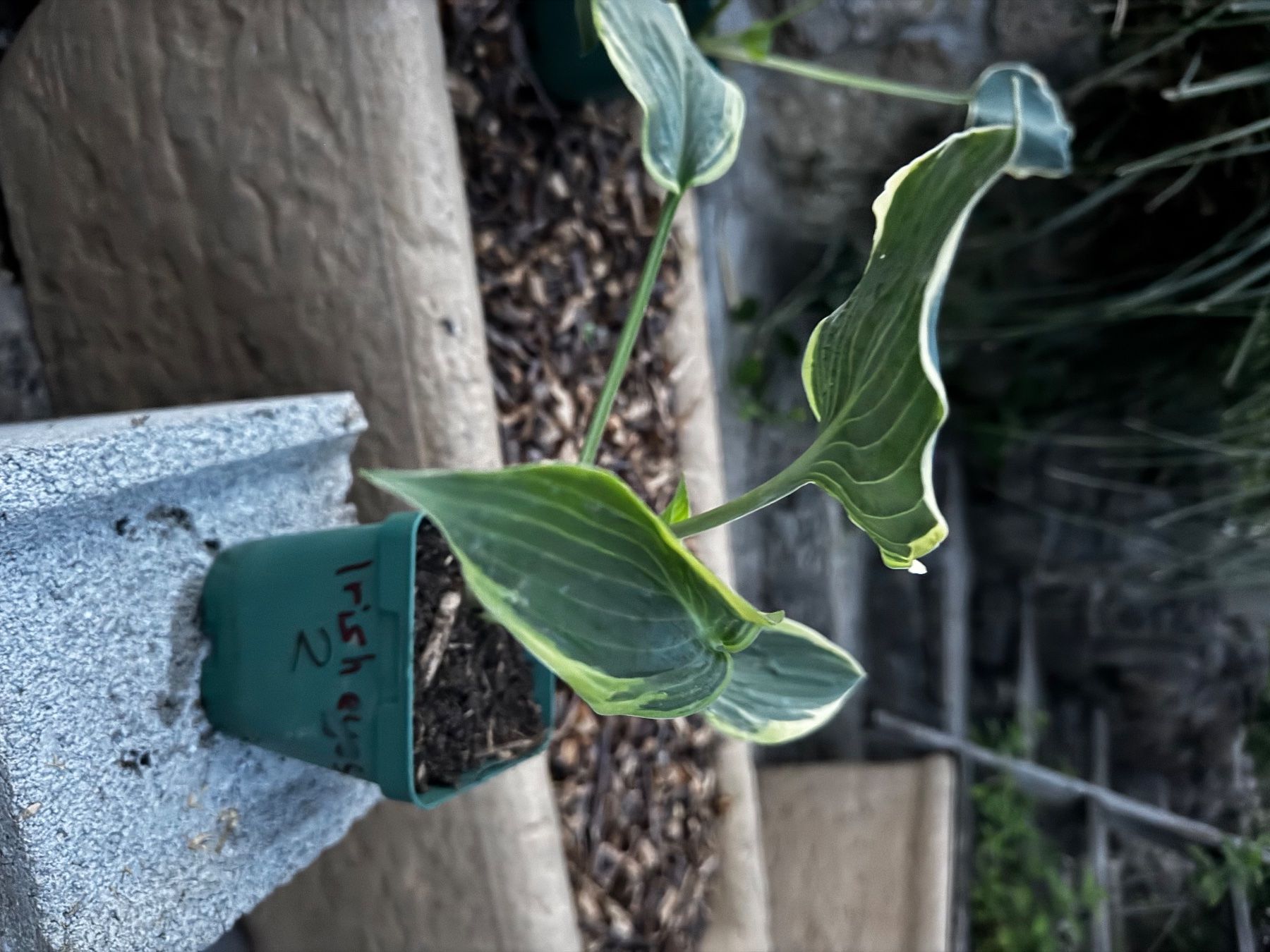 Pflanzen & Samen: Hosta irish eyes – Gebraucht aus Lajoux JU von Briard0
