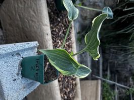 Hosta irish eyes